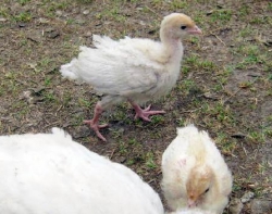 2-the-turkey-chicks-white-broad-chested-