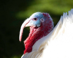 butter__the_national_thanksgiving_turkey__walks_in_in_the_rose_garden_of_the_white_house_before_being_pardoned_by_president_donald_trump__tuesday__nov._26__2019__in_washington.