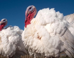 traditional-white-turkey