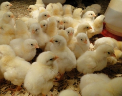 Day-Old-Broiler-Chicks