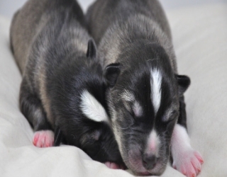 one-day-old-puppy-hussky-2