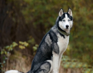 black-white-husky-dog-2