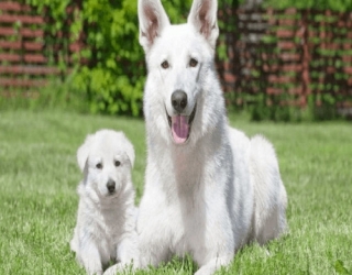 one-month-old-white-puppy-geman-3