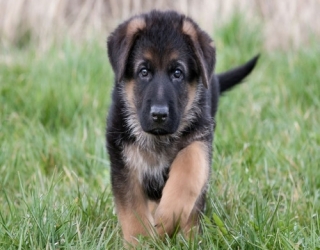 two-month-old-puppy-german-1