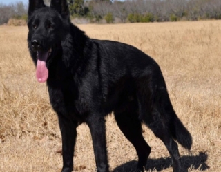 male-black-german-dog-2