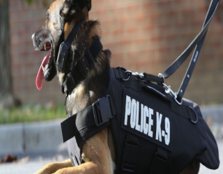 erman-shepherd-police-dog -2