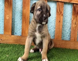 one-month-old-sarabi-dog-puppy-2