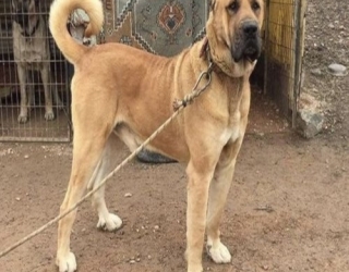 huge-sarabi-dog-for-sale-2