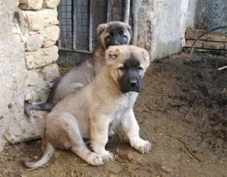 three-month-old-puppy-sarabi-2