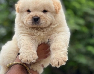 puppy-chow-chow-dog-1