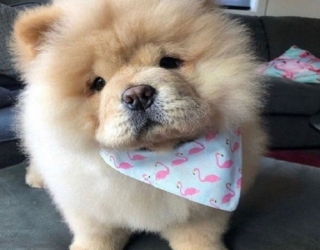 puppy-chow-chow-dog-2
