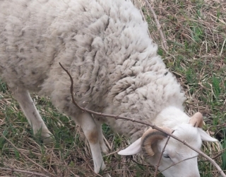 گوسفند قوچ لاروف