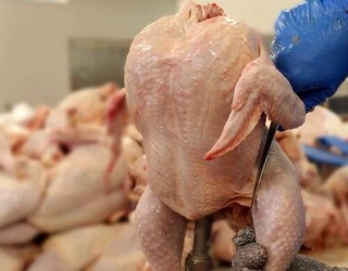 پخش مرغ و گوشت سپنتا پروتئین البرز