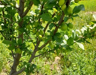 فروش باغ 7 ساله با 200 درخت ثمری