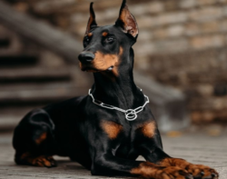 beginners-best-guard-dog
