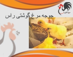 فروش مرغ گوشتی ، قیمت جوجه گوشتی - طیور - طیور