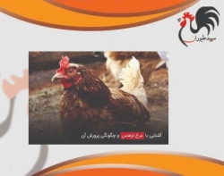 قیمت مرغ لوهمن ، فروش مرغ تخم گذار محلی - طیور - طیور